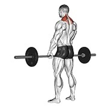 Barbell Shrug
