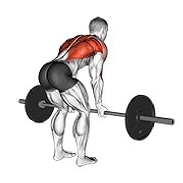 Barbell Reverse Grip Bent Over Row